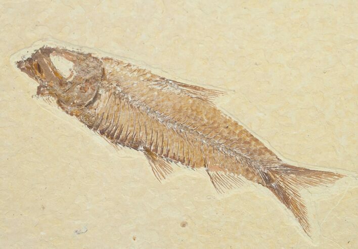 Inch Knightia Fossil Fish #4655